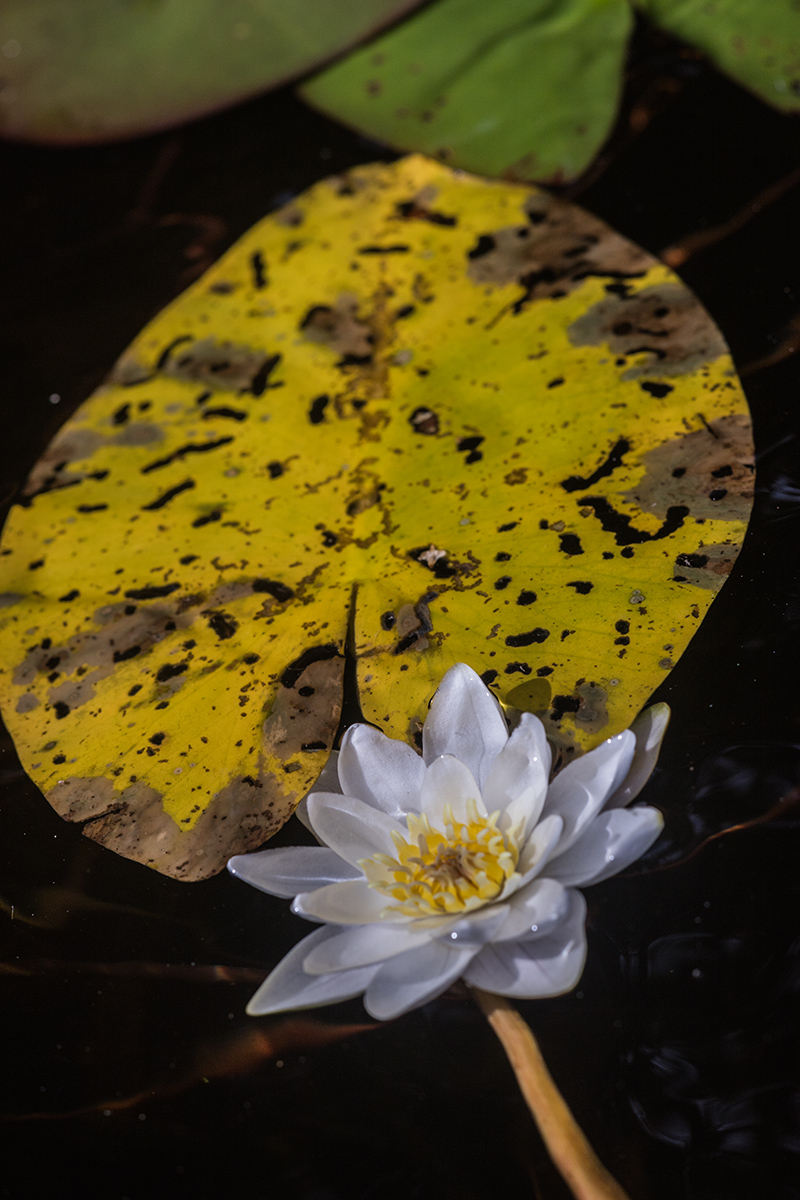 Изображение особи Nymphaea candida.