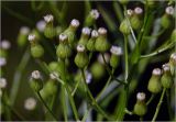 genus Erigeron
