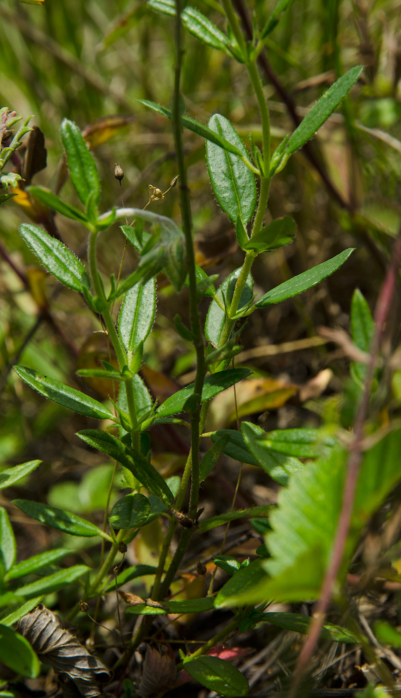 Image of Helianthemum nummularium specimen.