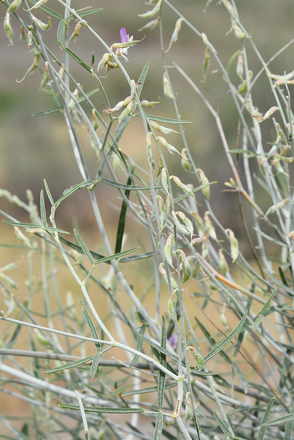 Image of Astragalus excedens specimen.
