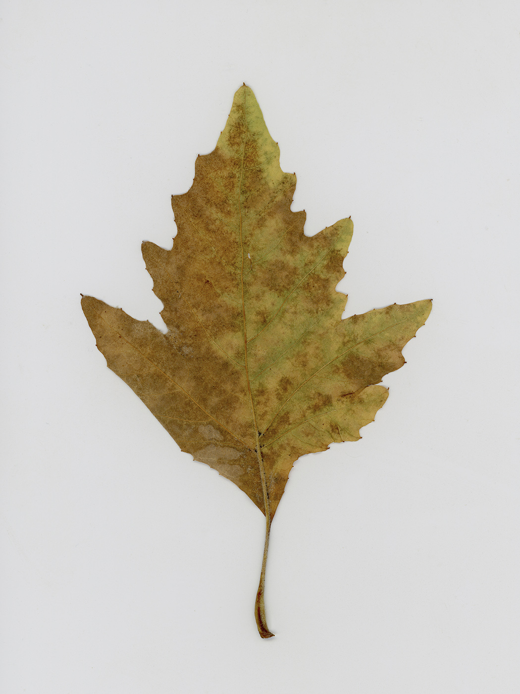 Изображение особи Platanus × acerifolia.