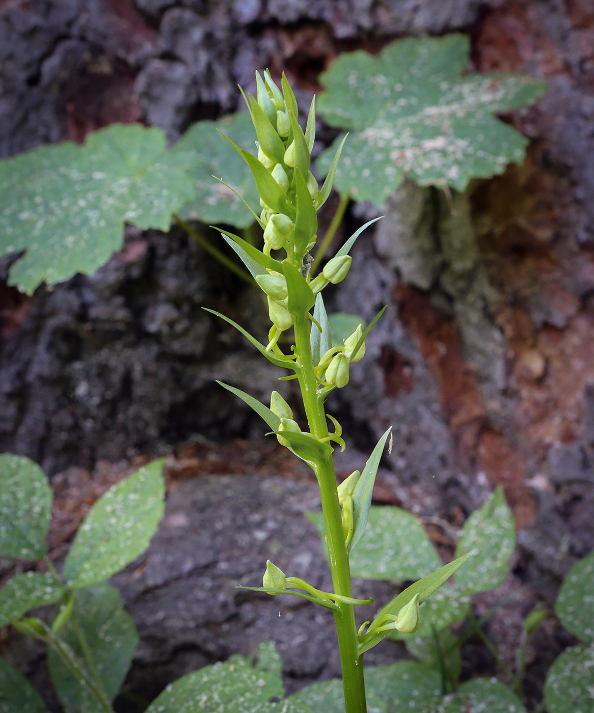 Изображение особи Platanthera bifolia.