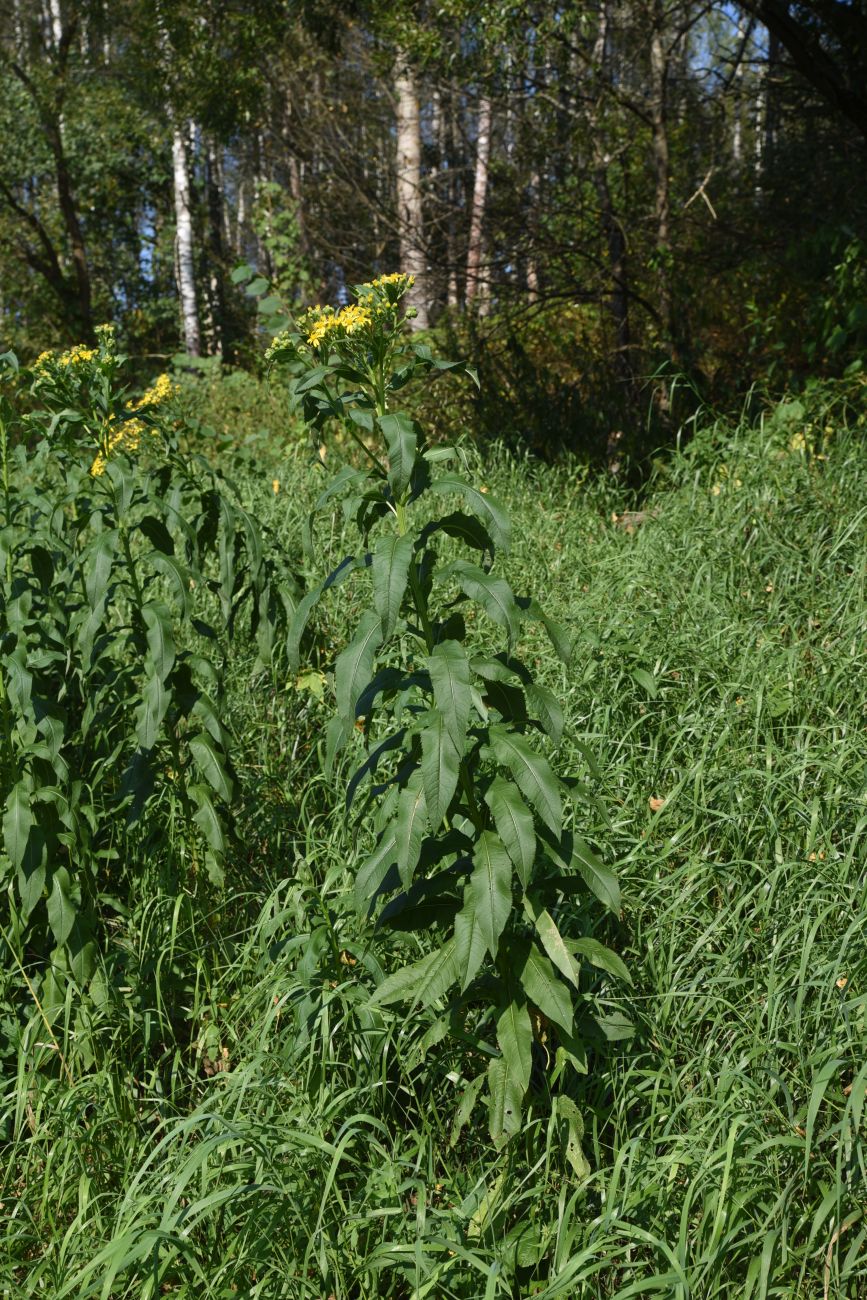 Изображение особи Senecio sarracenicus.