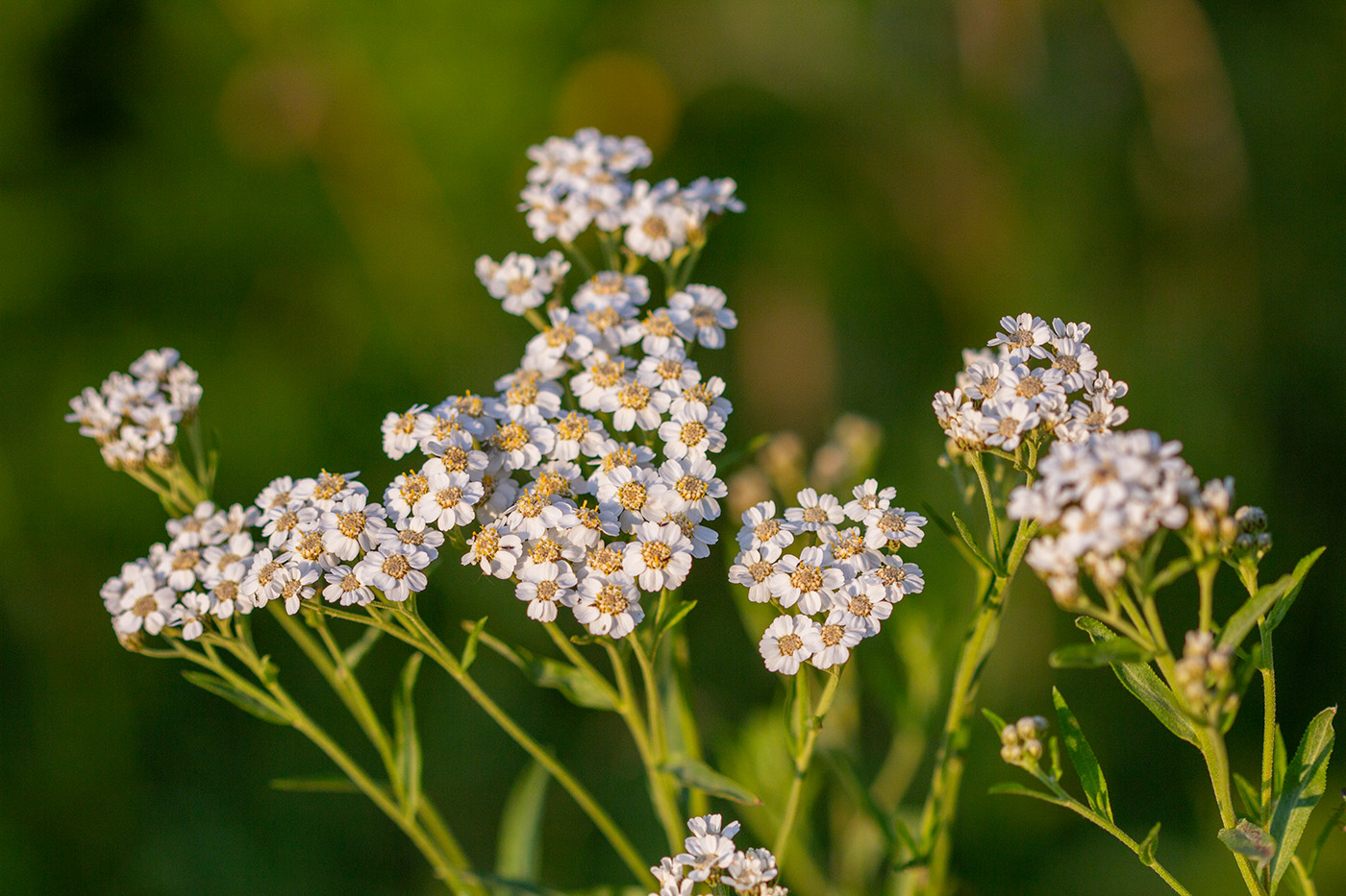 Изображение особи Achillea cartilaginea.