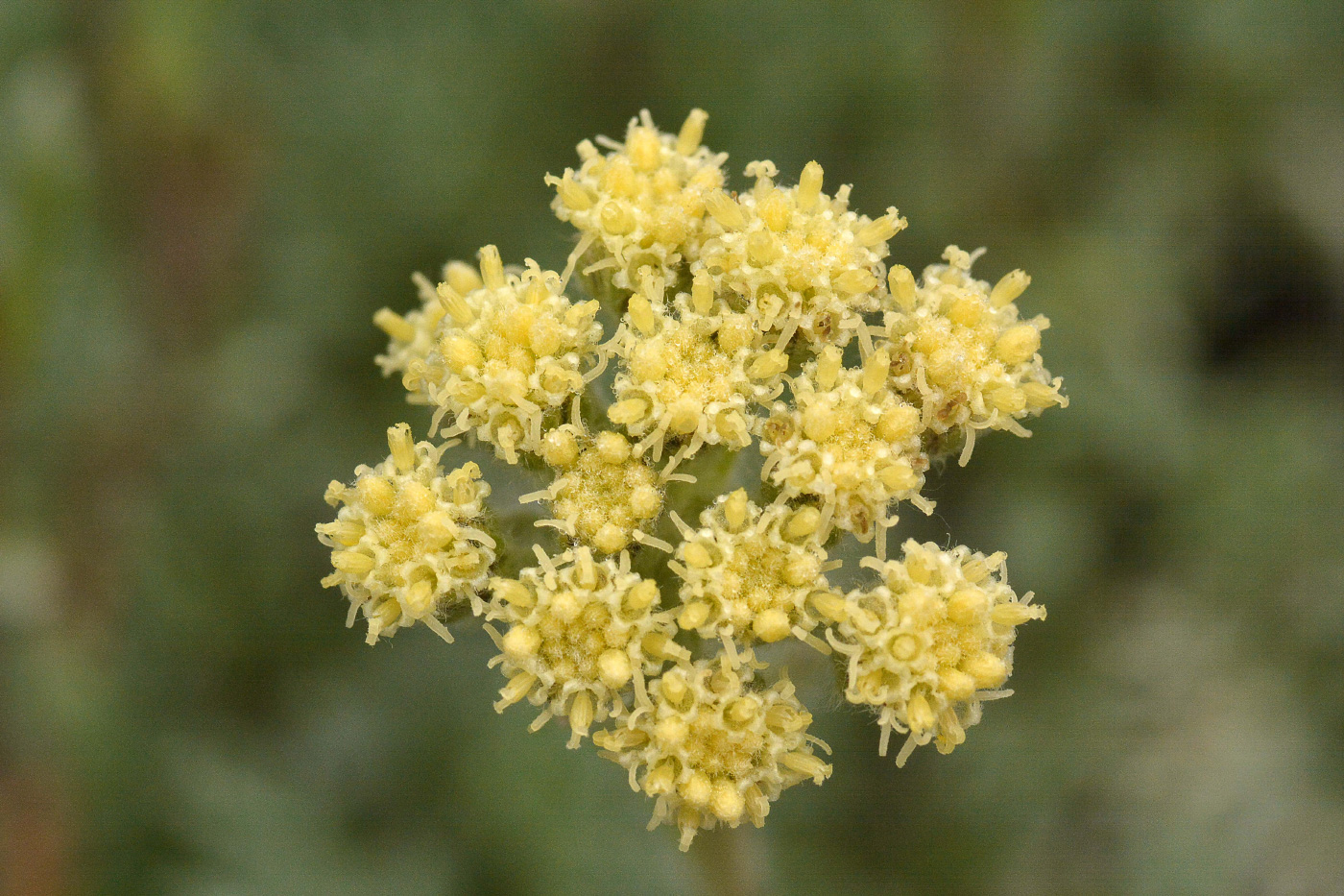Image of Artemisia glomerata specimen.