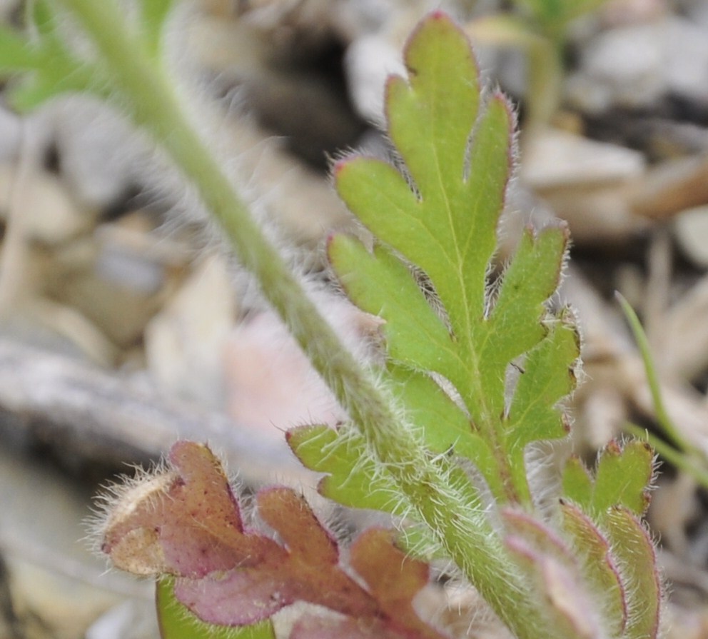 Image of Papaver albiflorum specimen.