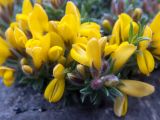 Genista scythica. Цветки, бутоны, листья. Крым, окр. г. Судак, восточный склон горы Лысая (Голая), в расщелине скалы. 22.04.2025.