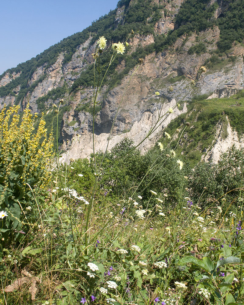 Изображение особи Cephalaria balkharica.