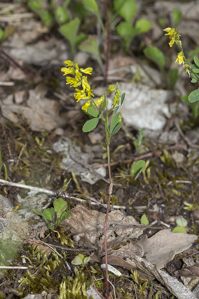 Изображение особи Melilotus neapolitanus.