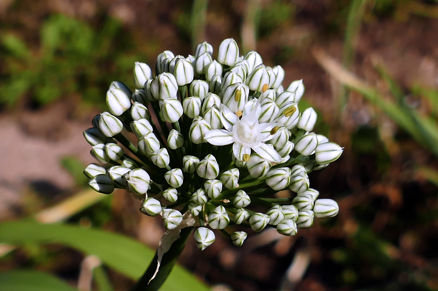 Image of Allium cepa specimen.