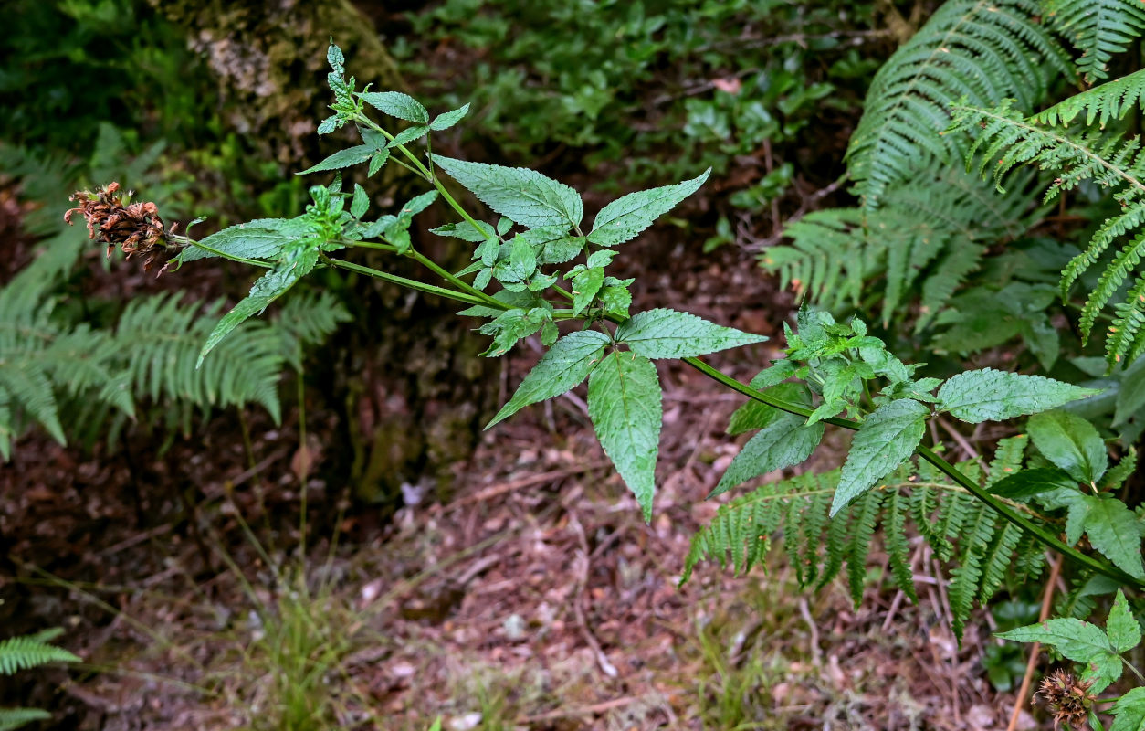 Изображение особи род Cedronella.