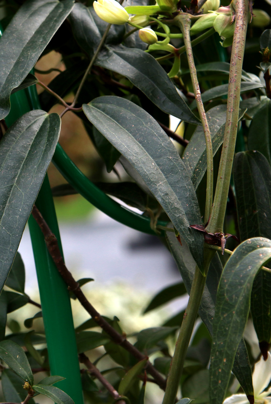 Image of Clematis armandii specimen.