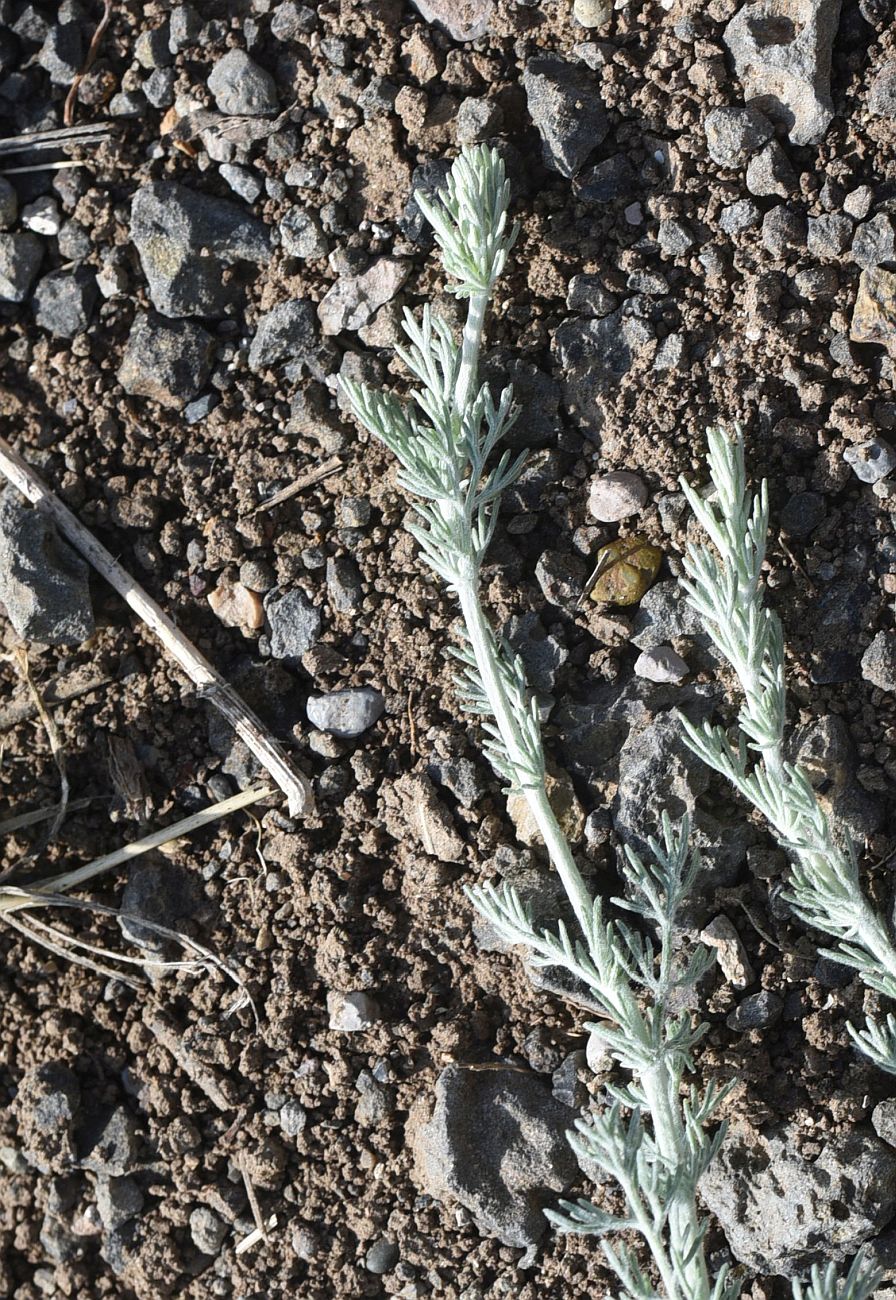 Изображение особи род Artemisia.