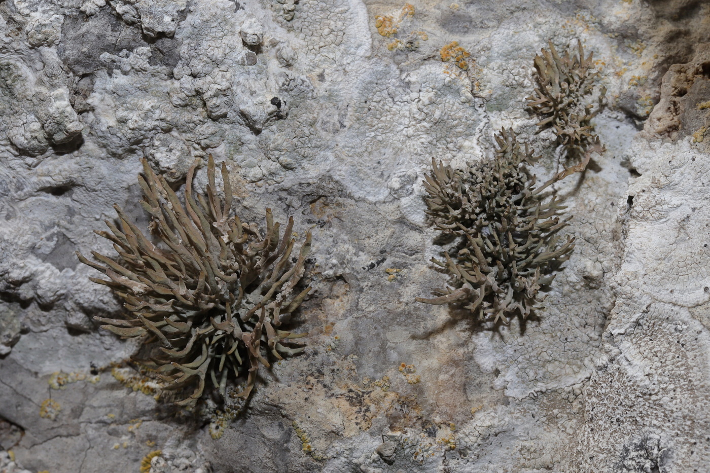 Изображение особи Roccella phycopsis.