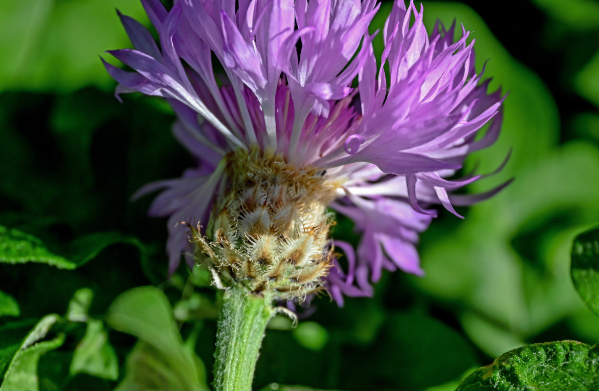 Изображение особи Psephellus dealbatus.