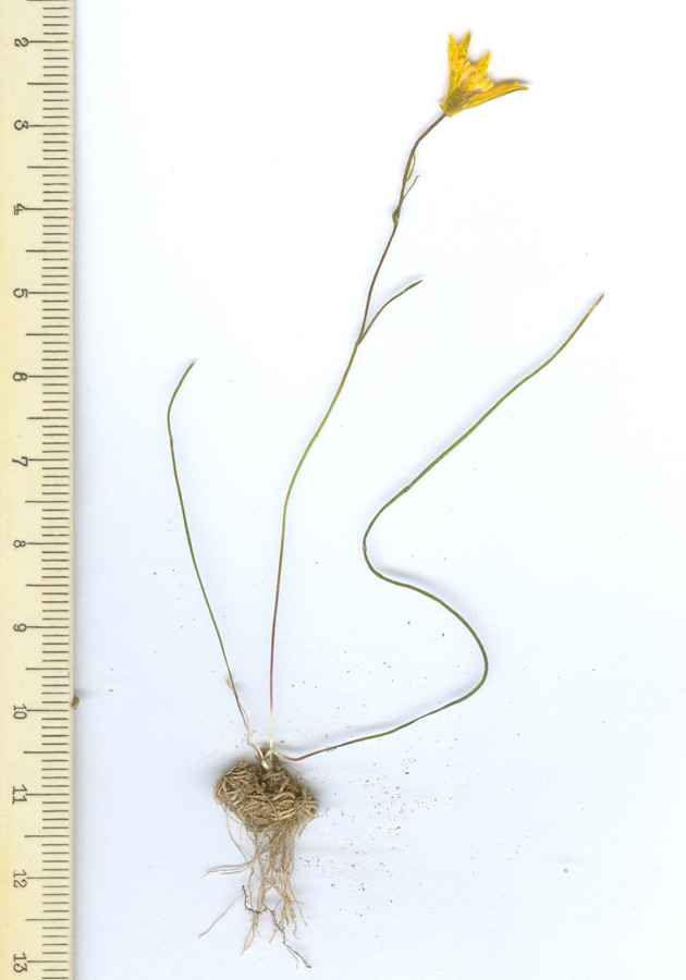Image of Gagea subtilis specimen.