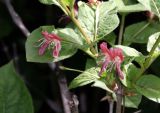 Lonicera alpigena. Соцветия. Томская обл., г. Томск, Сибирский ботанический сад Томского государственного университета, в культуре. 29.05.2025.