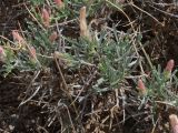 Convolvulus spinifer. Верхушка побега с бутонами. Киргизия, Баткенская обл., Баткенский р-н, окр. с. Самаркандык, Туркестанский хр., горы Сары-Тоо, уроч. Мадыген, краснопесчаниковые толщи. 11 мая 2026 г.