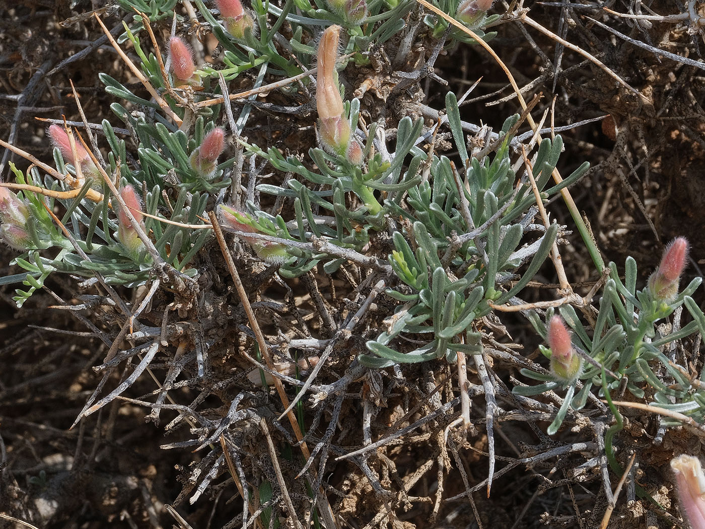 Image of Convolvulus spinifer specimen.