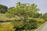 род Catalpa. Вегетирующее растение. Приморский край, г. Владивосток, о. Русский, кампус ДВФУ, в культуре. 28.06.2024.