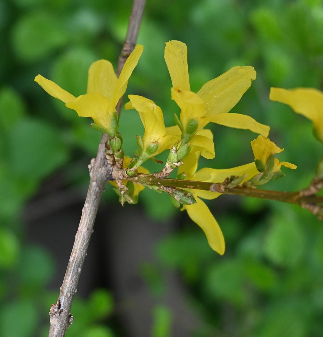 Изображение особи род Forsythia.