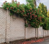 Campsis radicans. Цветущее растение. Волгоград, улица Кольцова. 19.06.2026.