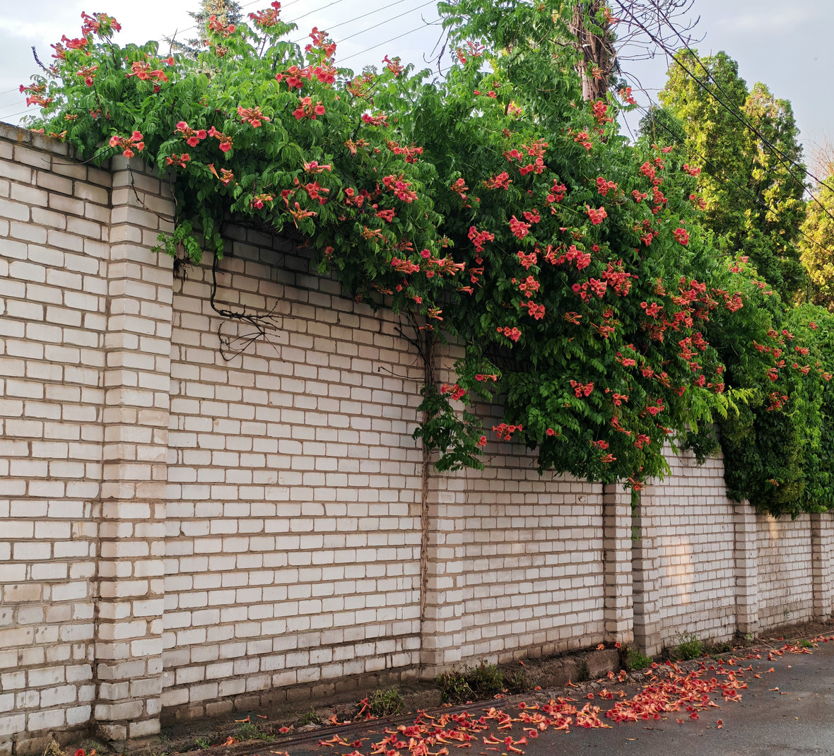 Изображение особи Campsis radicans.