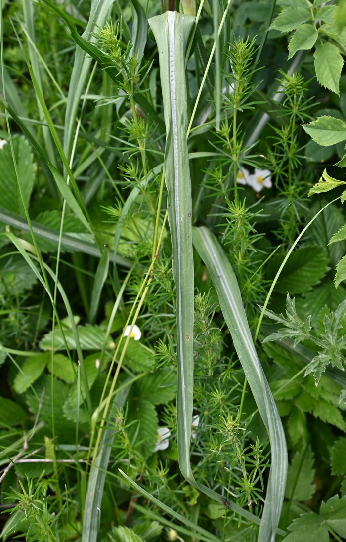 Изображение особи род Tragopogon.