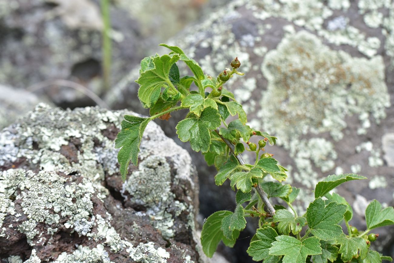 Image of Ribes orientale specimen.