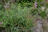 Centranthus longiflorus