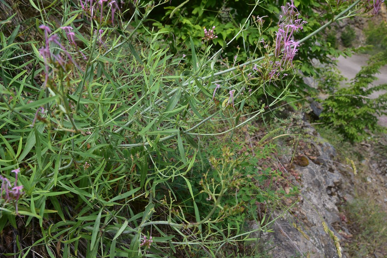 Изображение особи Centranthus longiflorus.