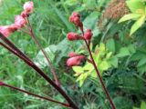 Heuchera × brizoides. Часть соцветия с цветками и бутонами. Ульяновск, Заволжский р-н, заброшенный цветник у забора частного дома. 27.08.2026.