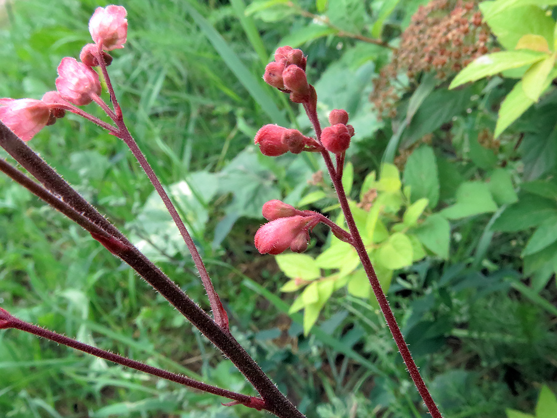 Image of Heuchera × brizoides specimen.
