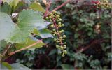 Vitis × alexanderi. Формирующееся соплодие. Московская обл., Раменский р-н, окр. дер. Хрипань, садовый участок. 05.07.2026.