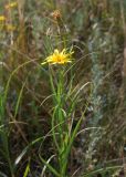 Scorzonera ensifolia