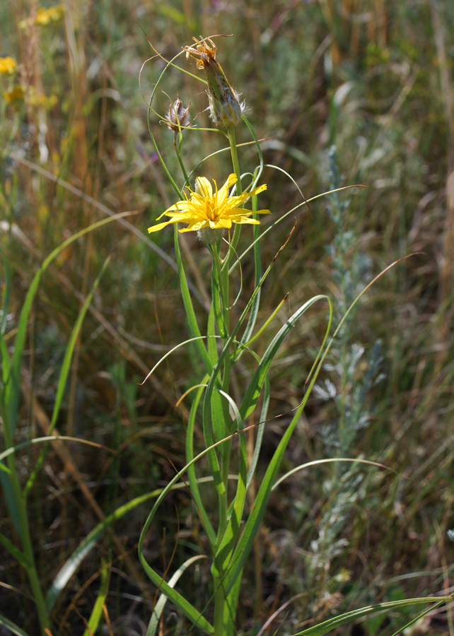 Image of Scorzonera ensifolia specimen.