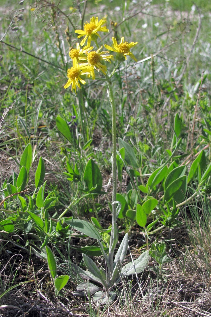 Изображение особи Tephroseris jailicola.