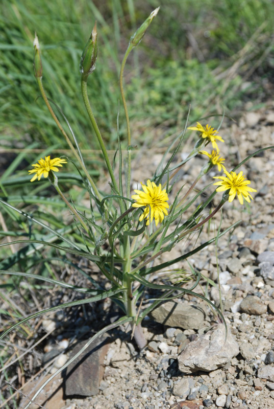 Изображение особи Scorzonera mollis.