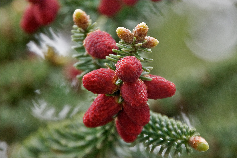 Изображение особи род Abies.