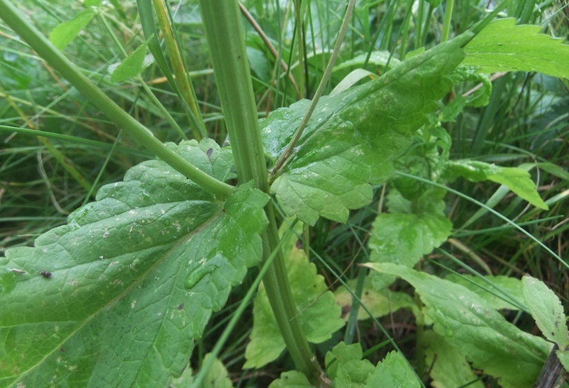 Image of Nepeta nuda specimen.