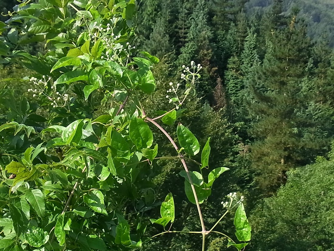 Image of Clematis vitalba specimen.