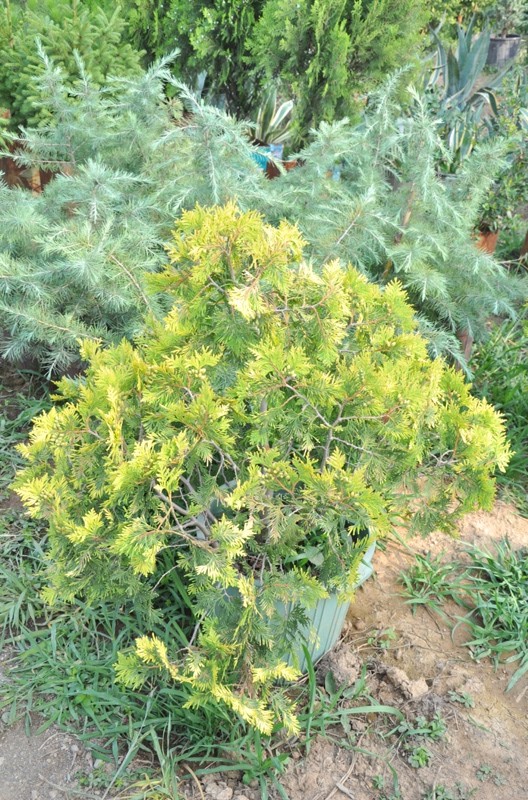 Image of Thuja occidentalis specimen.