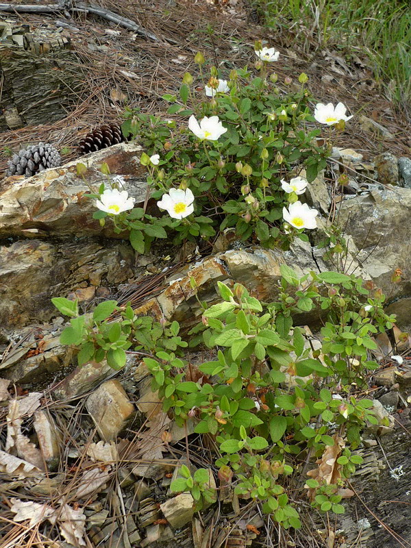 Изображение особи Cistus salviifolius.