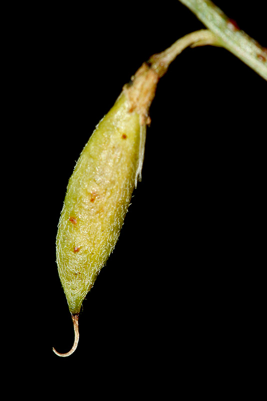 Изображение особи Astragalus austriacus.