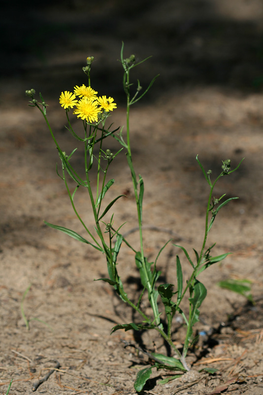 Изображение особи Crepis tectorum.