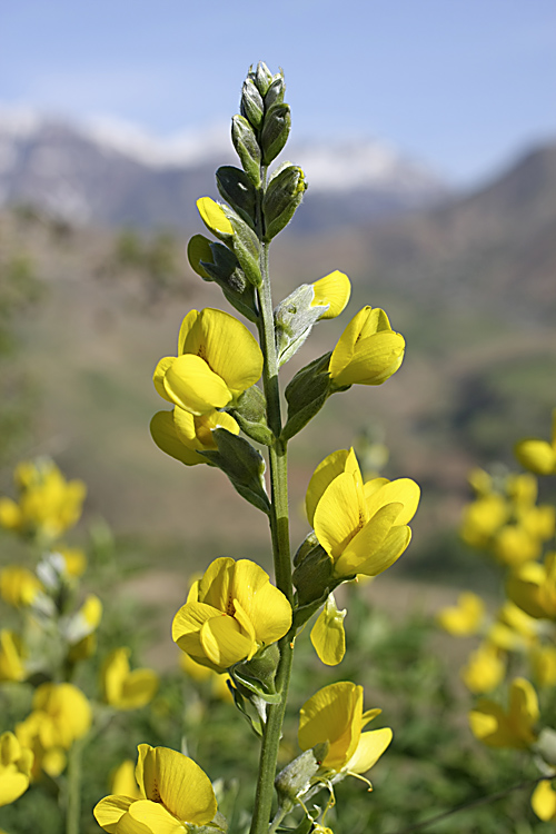 Изображение особи Thermopsis dolichocarpa.