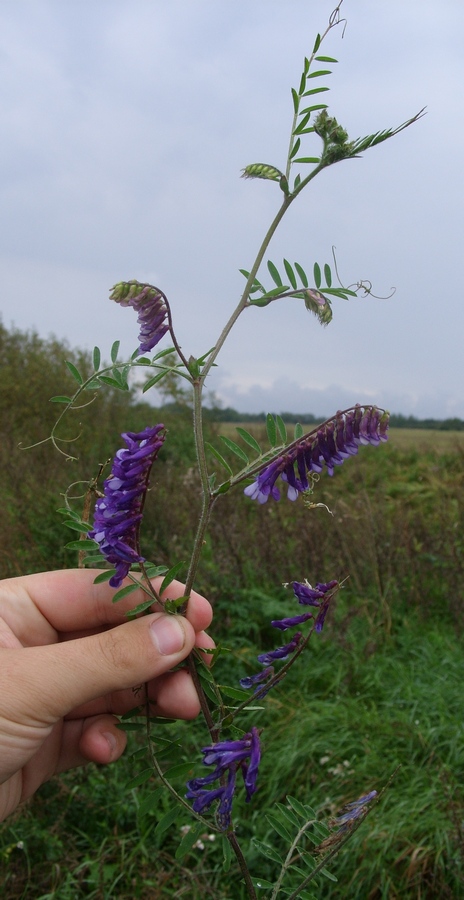 Изображение особи Vicia villosa.