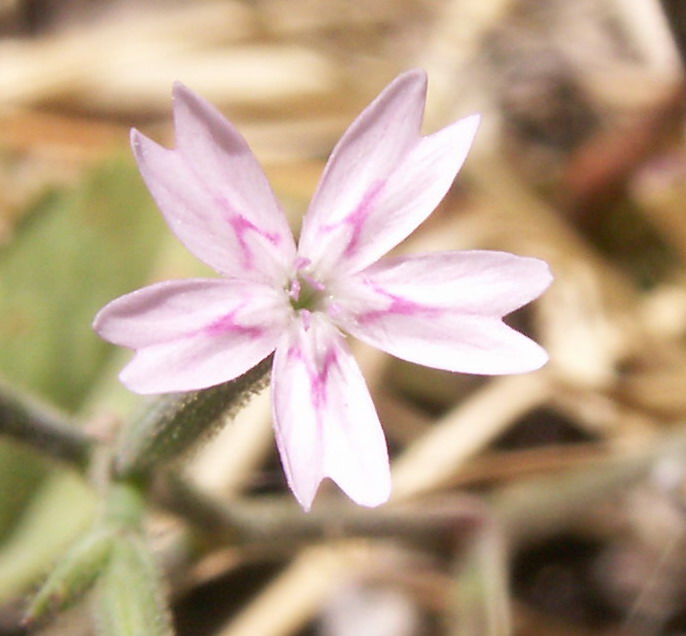 Image of Velezia rigida specimen.