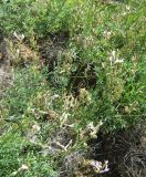 Astragalus pallescens