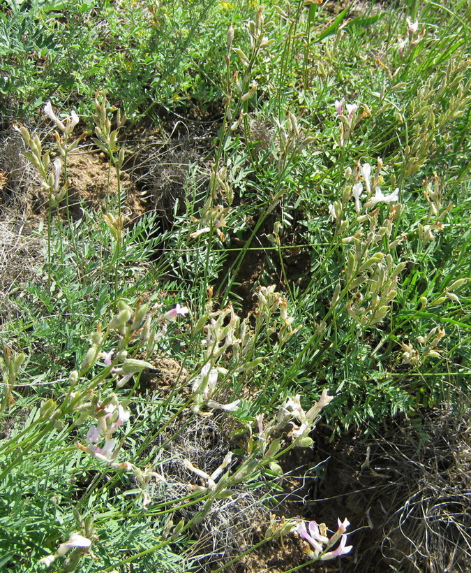 Image of Astragalus pallescens specimen.
